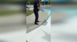 US: Whole Duck Family Reunited Thanks To Police And Animal Officers
