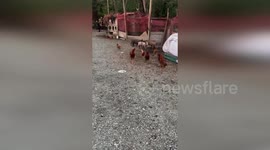 US: Pigs And Chickens Stage Traffic Escape In Washington