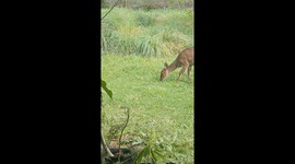 Admiring our resident bush buck with my 5 years old son