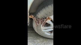 Eerie 'snake-headed' moth spotted in China leaving motorist startled