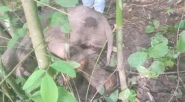 Injured baby elephant abandoned  in forest by mother is rescued