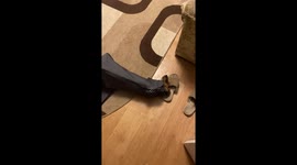 Dog struggles to escape tight fabric wrap in Skidel, Belarus
