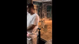 A tiger sneaks up behind  an unsuspecting  tourist at the zoo,creating a mix of  tension and humor
