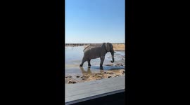 Huge elephant bull is enjoying his mud bath in Etosha National Park