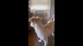 Funny dog howls along to a song in Bakersfield, California, USA