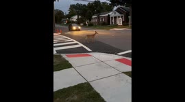 Deer narrowly avoids cars while crossing road in Hillsdale, New Jersey, USA