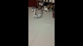Kitten hilariously wrestles with slipper in Sichuan, China