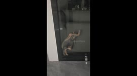 Cat stuck on transparent glass in Yunnan, China