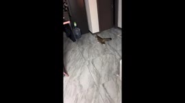 Cat walks sideways trying to remove tape in Jilin, China