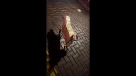 Dog in cardboard suit walks backwards in Zhejiang, China
