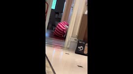Cat walks its mattress to owner in Sichuan, China