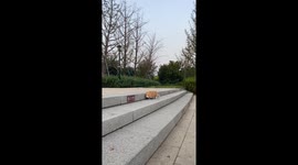 Cat sneaks into transparent carrier in Shandong, China