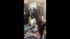 Black cat hilariously fights its own reflection in Michigan, USA