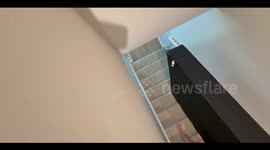 Cat hilariously rides box spring down stairs in Greenville, South Carolina, USA