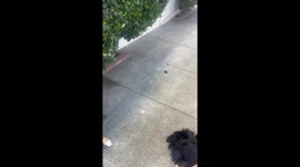 Dog’s droppings roll down pavement in San Francisco, California, USA