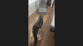 German shepherd startled by Halloween decoration in Knoxville, Tennessee, USA