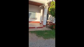 Man kicks ball at wasp nest in Luang Prabang, Laos