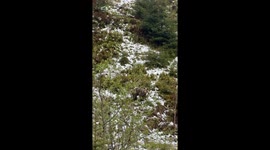 Bear Spotted Near Hiking Trail in the Polish Tatra Mountains