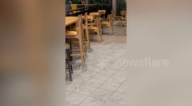 Mice spotted running round Manchester Airport upsetting tourists