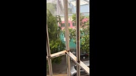 Tree uprooted as strong gusts rip through China during Typhoon Ragasa