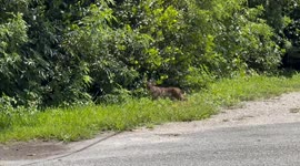Florida man comes across bobcat and cub, while bicycling in Florida