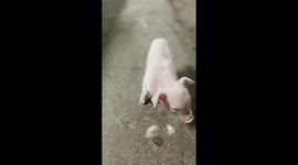 1 day oldbaby pig