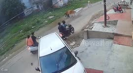 Locals fight off enraged cow tramping pensioner in India