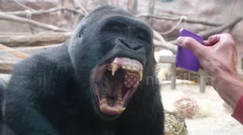 A young male gorilla, Nuru, looks at himself in the mirror and examines his teeth