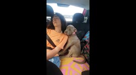 Pup and Person Doze off in Back Seat