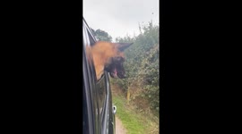 Dog Bites at Hedges From Car