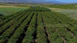 Iraq: Duhok farmers begin grape harvest in Iraq’s flavor hub