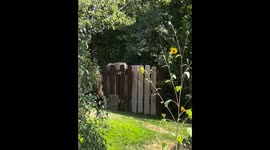 Mr. Meowgi Meets a Bear