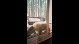 Puppy Loves To Squish Herself In Door Gap