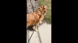 Dog Turns Log Into Squirrel Camouflage