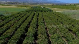 Duhok farmers begin grape harvest in Iraq’s flavor hub