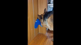 German shepherd’s tug-of-war surprise in Jilin, China