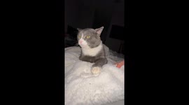 Cat Has a Petting Limit of Three
