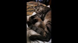 Rescued Feral Cat Shows Off His Adorable Biscuit-Making Skills!