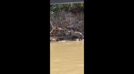 Jaguar Bites Alligator at Mato Grosso’s Pantanal River