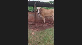 Boa Constrictor Rests On Pigsty Beam