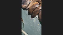 Sea Lions Sleep With  Heads Underwater