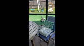Speed racer Luna flips and flies in viral TikTok—French Bulldog’s crash lands 226.9k views