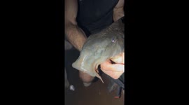 Armoured Amazon catfish stuns expedition guide in viral Instagram post—18k views and counting