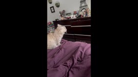 Cat Knocks Over Lamp