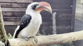 The Von Der Decken's Hornbill couldn’t help but check me out!
