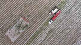 China: Advanced tech transforms tomato industry in Xinjiang