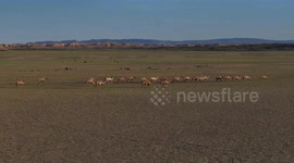 China: Camel milk fuels economic boom in Xinjiang's Altay