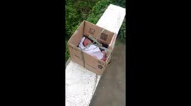 Newborn baby girl found in cardboard box on roadside is rescued