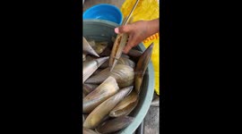 Fisherman pries open freshly harvested pen shells