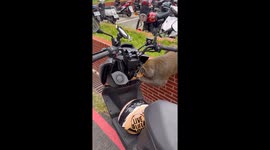 Wild monkey steal bag of food from parked motorcycle